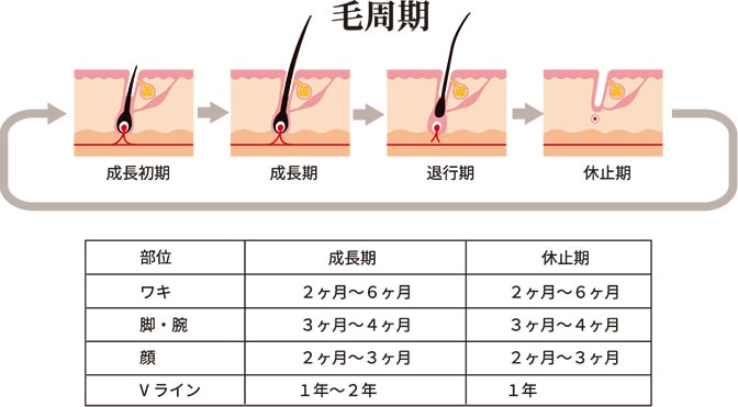 最新 業務用エステ脱毛 Rioxyvictoria ヴィクトリア エステ美容機器の製造 販売 Shemen シーメン